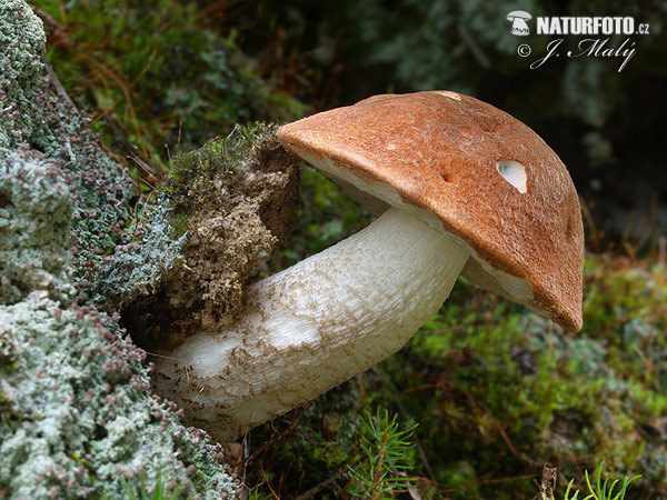 křemenáč smrkový (Leccinum piceinum)