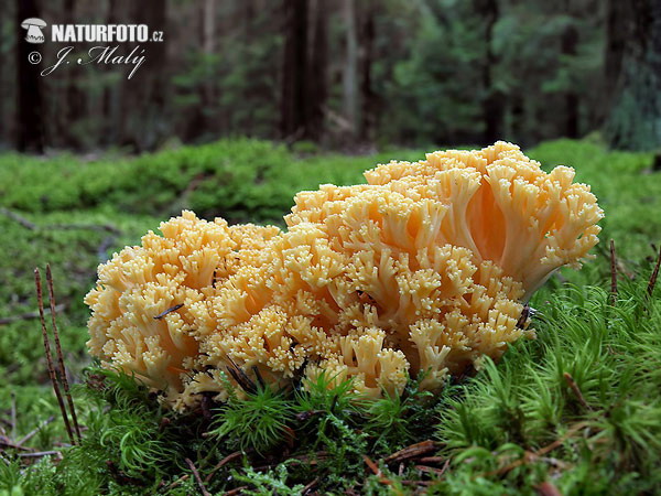 kuřátka bledoslizká (Ramaria pallidosaponaria)