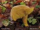 Lupenaté (Homobasidiomycetes (Agaricales))