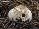 koreňovec - Rhizopogon marchii