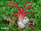 květnatec Archerův (Clathrus archeri)