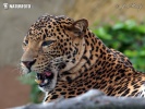 Levhart jávský (Panthera pardus melas)
