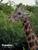 Žirafa štíhla Rotschildova