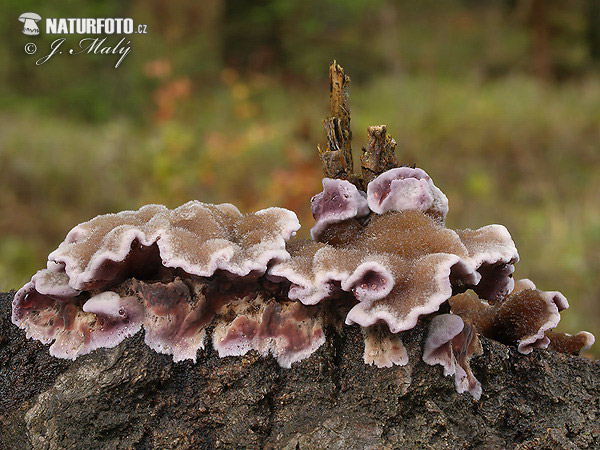 pevníkovec purpurový (Chondrostereum purpureum)