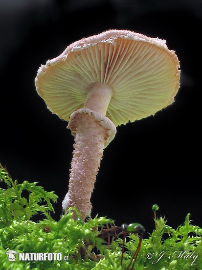 zrnivka páchnuca (Cystoderma carcharias)