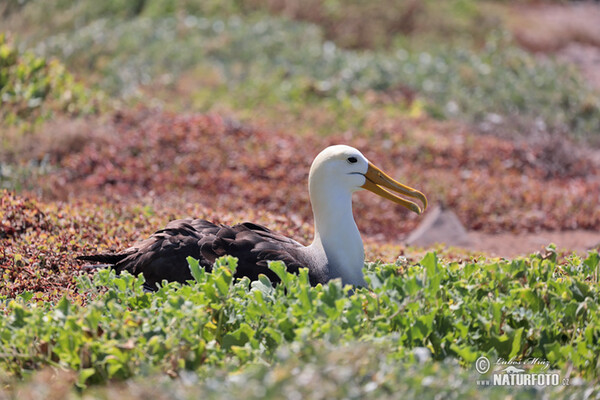 Albatros galapážský (Phoebastria irrorata)