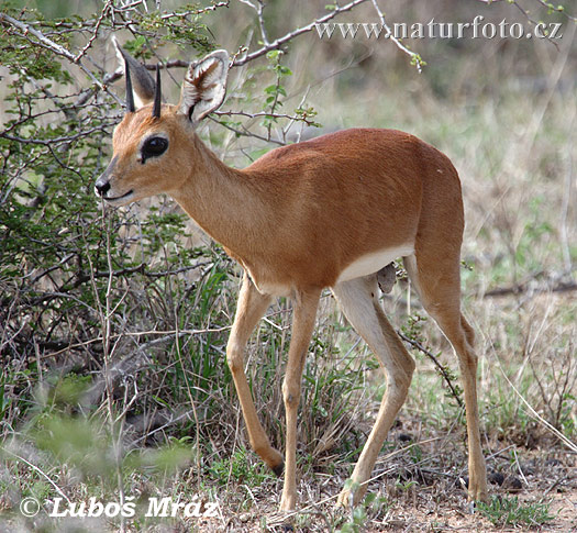 Antilopa srnčia (Raphicerus campestris)