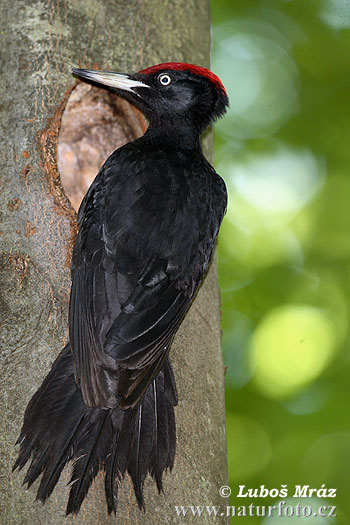 Datel černý (Dryocopus martius)