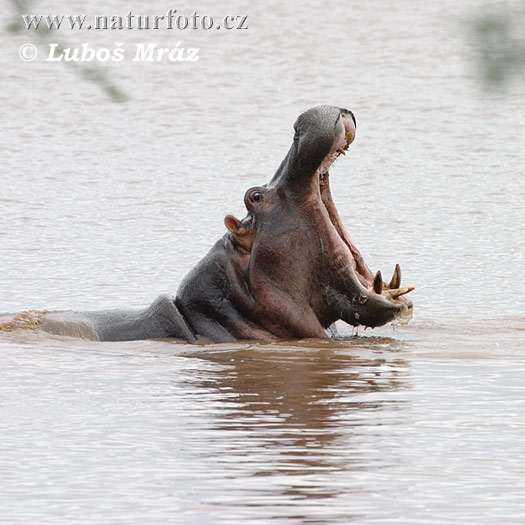 Hroch obojživelný (Hippopotamus amphibius)