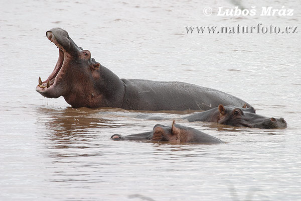 Hroch obojživelný (Hippopotamus amphibius)