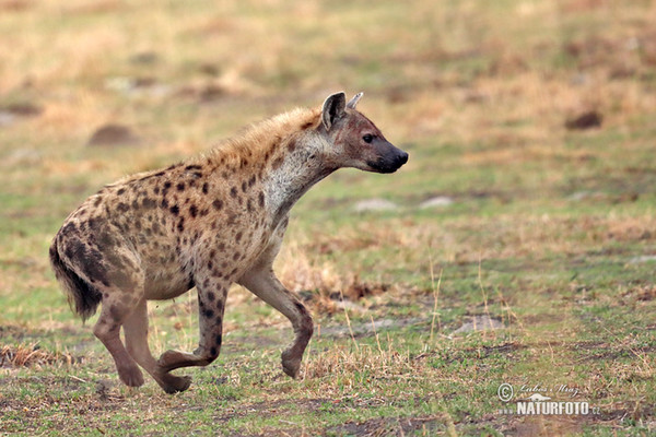 Hyena skvrnitá (Crocuta crocuta)