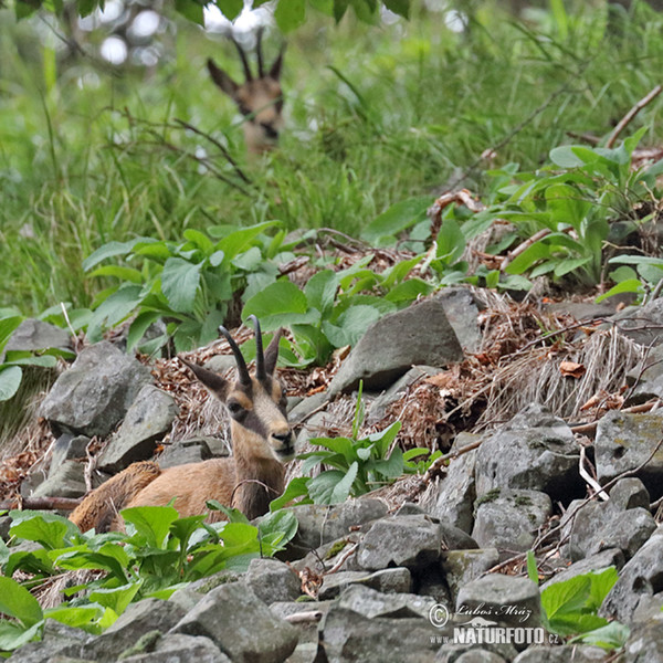 Kamzík vrchovský (Rupicapra rupicapra)