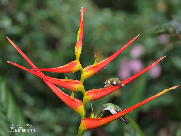 Kolibřík andský (Amazilia franciae)