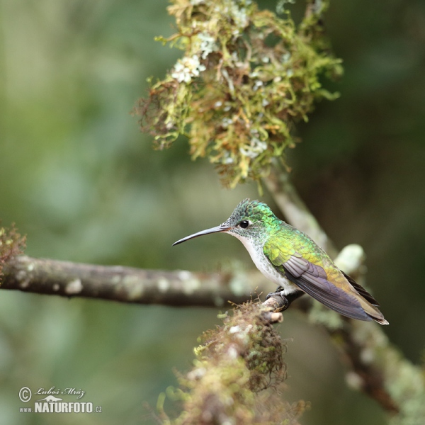Kolibřík andský (Amazilia franciae)