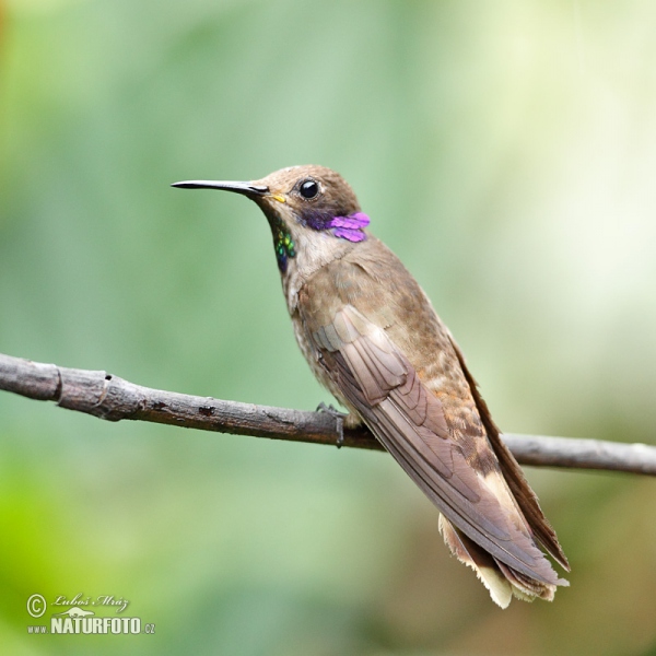 Kolibřík fialovouchý (Colibri delphinae)