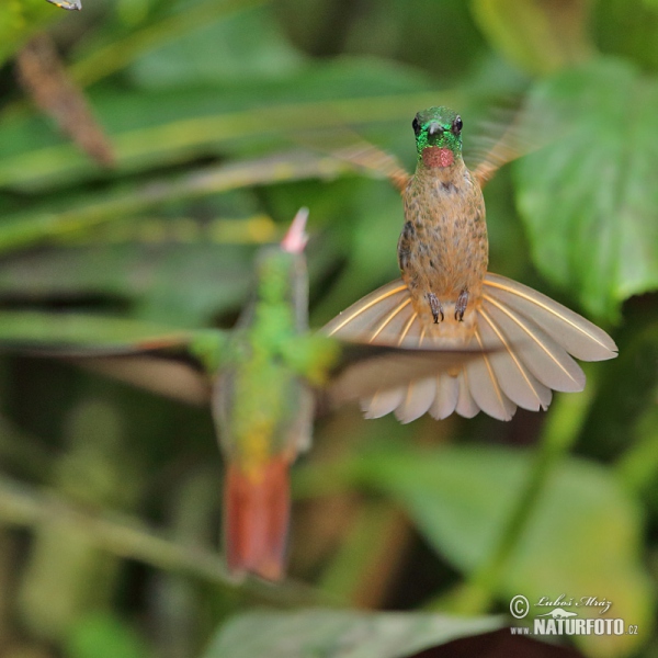Kolibřík hnědobřichý (Heliodoxa rubinoides)