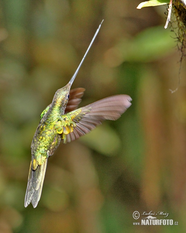 Kolibřík mečozobec (Sword-billed Hummingbird)