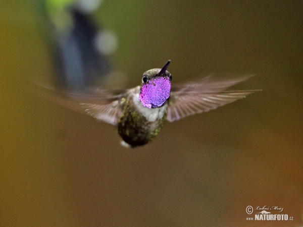Kolibřík Mitchellův (Calliphox mitchellii)