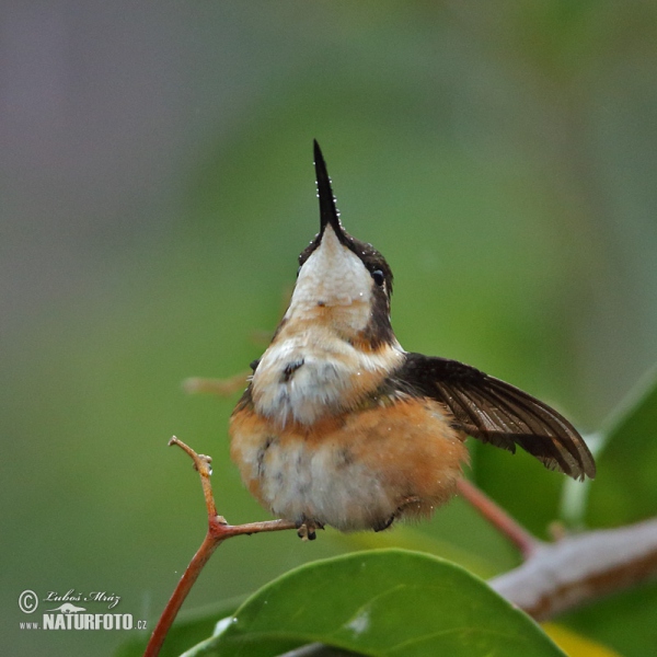 Kolibřík ostroocasý (Chaetocercus mulsant)