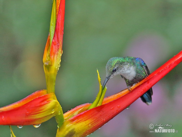 Kolibřík zelenotemenný (Thalurania fannyae)