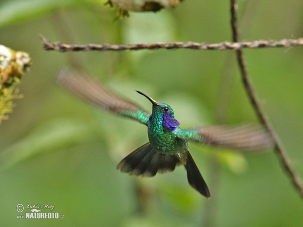 Kolibřík zelený (Colibri thalassinus)