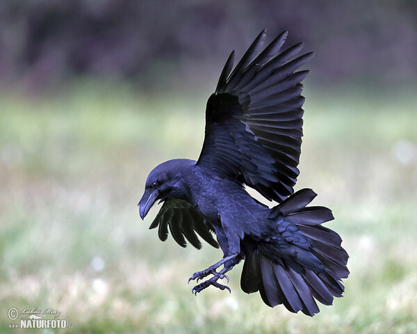Krkavec velký (Corvus corax)