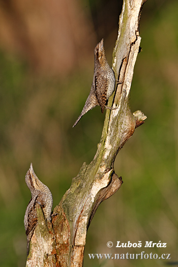 Krutohlav hnedý obyčajný (Jynx torquilla)