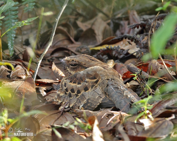 Lelek šedočelý (Nyctidromus albicollis)