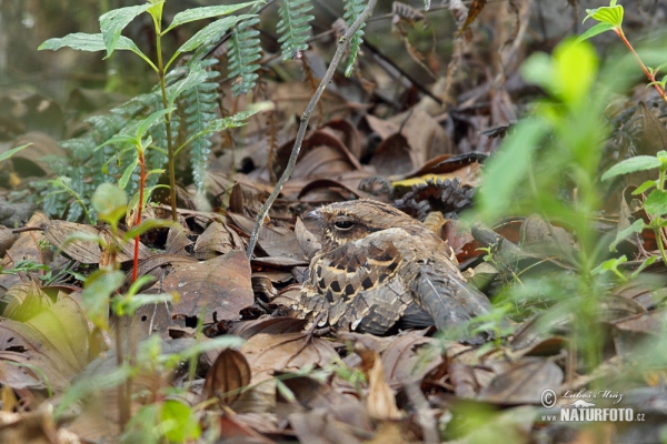 Lelek šedočelý (Nyctidromus albicollis)