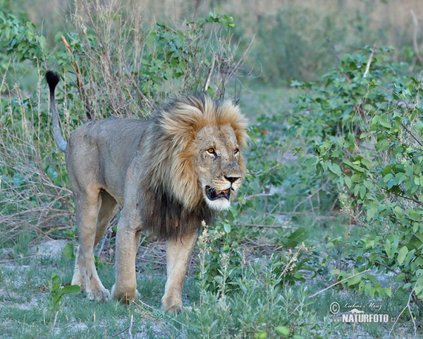 Lev púšťový (Panthera leo)