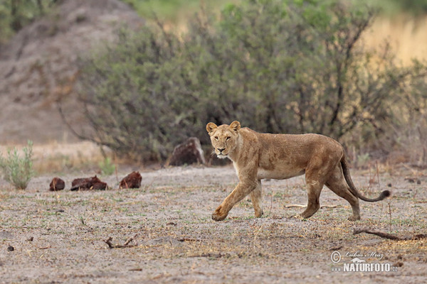Lev púšťový (Panthera leo)