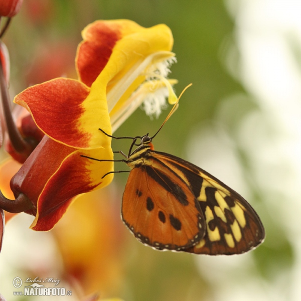 Motýl (Tithorea harmonia)