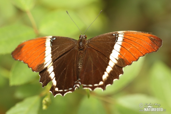 Motýl (Siproeta epaphus)