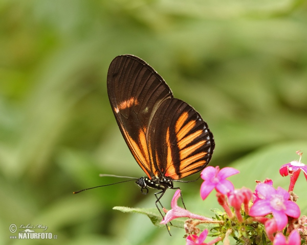 Motýl (Heliconius melphomene)
