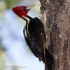 Datel  světlezobý (Campephilus guatemalensis)