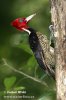 Datel  světlezobý (Campephilus guatemalensis)