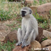 Kočkodan bělozelený (Cercopithecus aethios)