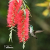 Kolibřík andský