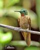 Kolibřík hnědobřichý