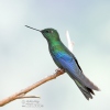 Kolibřík modrokřídlý