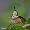 Kolibřík ostroocasý