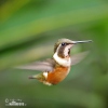 Kolibřík ostroocasý