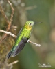 Kolibřík safírořitý