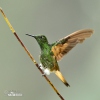 Kolibřík žlutoocasý