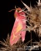 Lišaj kyprejový (Deilephila porcellus)