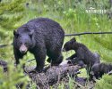 Medvěd baribal (Ursus americanus)