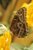 Motýl Morfo