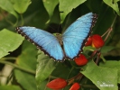 Motýl Morfo