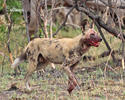 Pes hyenovitý