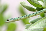 Smaragdovka proměnlivá (Philothamnus semivariegatus)